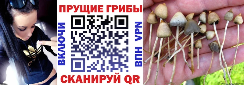 ссылка на мегу онион  Звенигород  Галлюциногенные грибы Magic Shrooms 